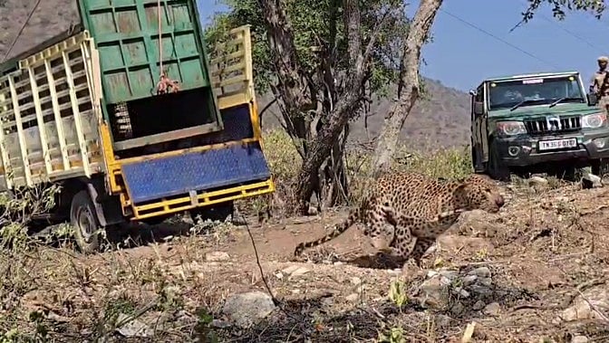 சத்தியமங்கலம் அருகே கடந்த 2 மாதங்களாக போக்குகாட்டி வந்த சிறுத்தை கூண்டில் சிக்கியது