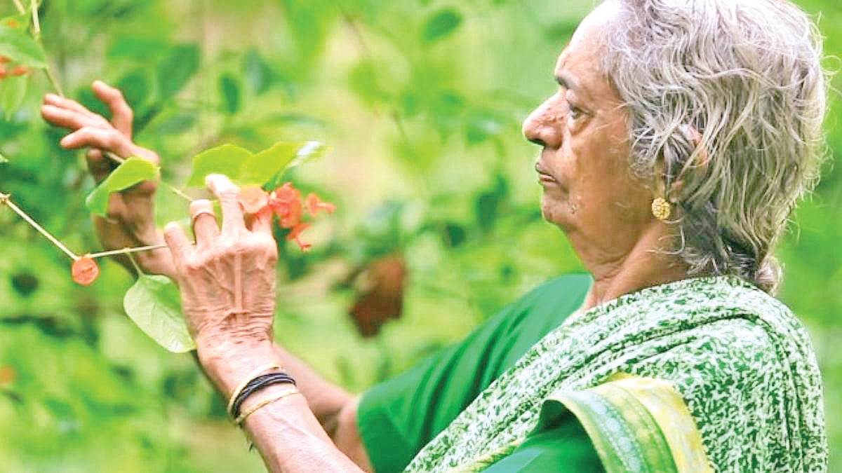 காட்டுப் பாட்டி....