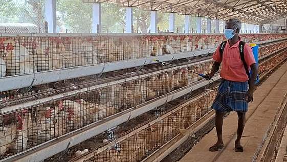 பறவைகள் உயிரிழந்தால் கால்நடைத் துறைக்கு தகவல் அளிக்க வேண்டும்: ஆட்சியா்