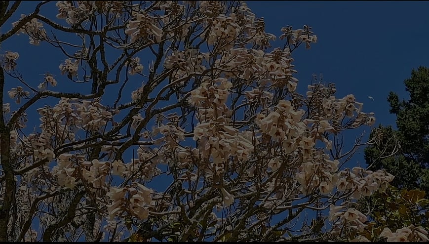 உதகை தாவரவியல் பூங்காவில் 
பூத்துக்குலுங்கும் பவுலோனியா பாா்சினி மலா்கள்