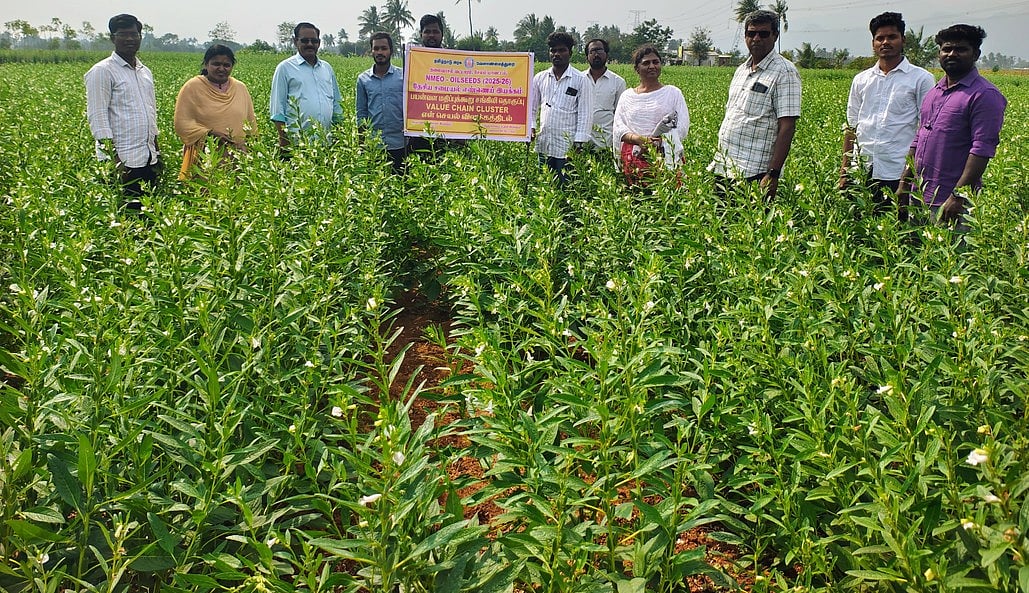 தலைவாசல் வட்டத்தில் 
வேளாண்மை துணை இயக்குநா் ஆய்வு