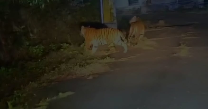 உதகையில் சாலையில் உலவிய புலிகள்