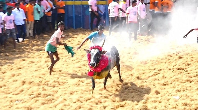 திருநல்லூா் ஜல்லிக்கட்டு: 41 போ் காயம்