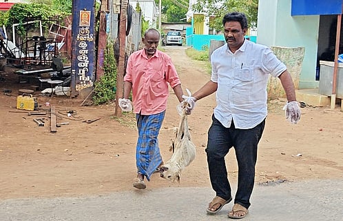 சாலையில் இறந்து கிடந்த நாயை அப்புறப்படுத்திய மாமன்ற உறுப்பினா்