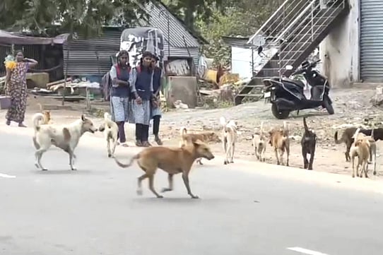 செங்கத்தில் தெரு நாய்களால் பொதுமக்கள் அவதி