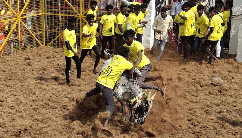 நெய்வாசல், இடையாத்தூரில் ஜல்லிக்கட்டு