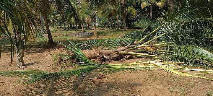 வாசுதேவநல்லூா் அருகே யானைகள் அட்டகாசம்: தென்னை மரங்கள் சேதம்