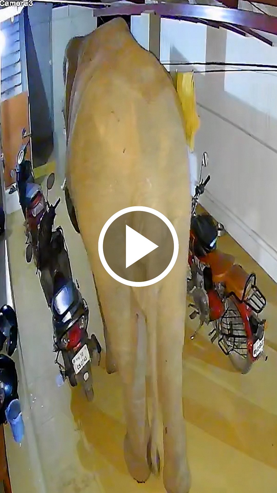 வீட்டிற்குள் நுழைய முயன்ற யானை! மின் விளக்கு எரிந்ததும் பின்வாங்கியது!