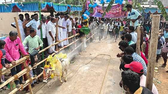 பெத்தவேப்பம்பட்டில் சீறிப் பாய்ந்த காளைகள்