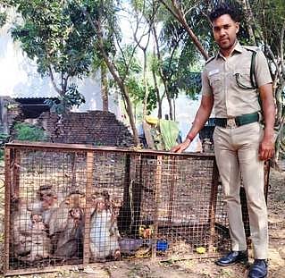 பொதுமக்களை அச்சுறுத்திய குரங்குகள் பிடிபட்டன!