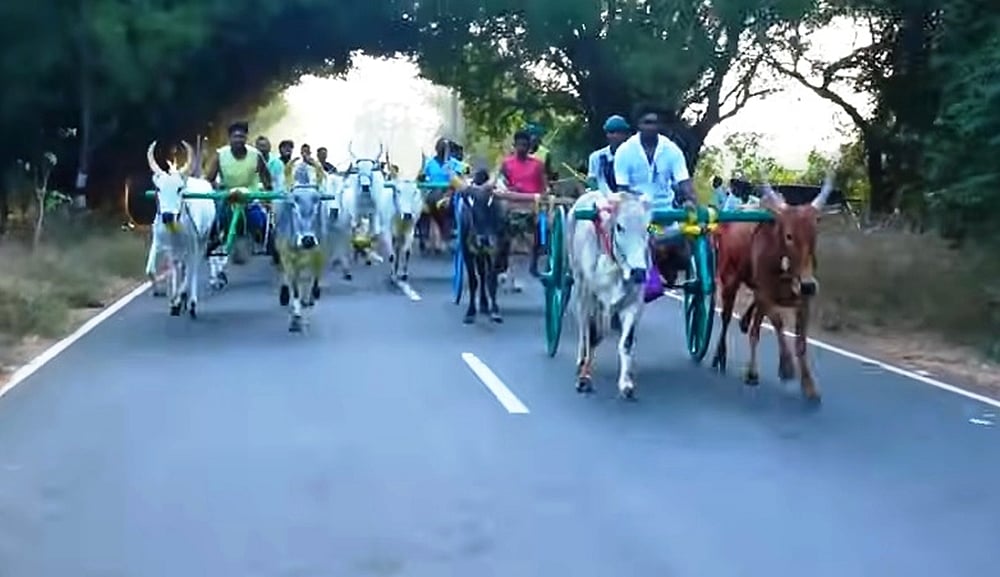 சிவகங்கை அருகே களைகட்டிய மாட்டு வண்டி பந்தயம்!