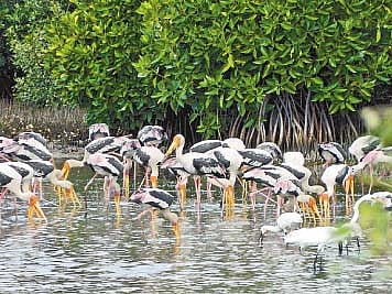 காரைக்கால் அலையாத்திக் காடுகளுக்கு வெளிநாட்டுப் பறவைகள் வருகை 