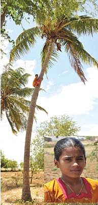 தென்னை மரம் ஏறும் சாதனை சிறுமி!