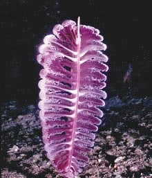 கடல்பேனா