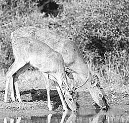 தமிழிலக்கியத்தில்-"உயிரி நேயம்'