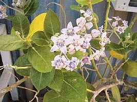 ஆயுள் காக்கும் ஆயுர்வேதம்: இருமலைப் போக்கும் எருக்கம் இலைகள்!