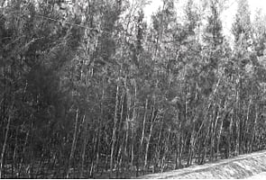 வேதாரண்யம் பகுதியில் சவுக்கு நேரடிக் கொள்முதல் முடக்கம்: விவசாயிகள் பாதிப்பு