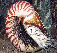 யானைக்கை சங்கு