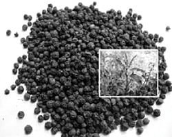 ஆயுள் காக்கும் ஆயுர்வேதம்: ஆயுர்வேத ஆன்டிபயாடிக்!