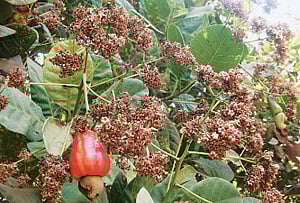 மழையை எதிர்நோக்கியுள்ள முந்திரி விவசாயிகள்