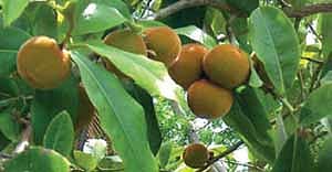 வெல்வெட் ஆப்பிள்.. வெல்டன் ஆப்பிள்!