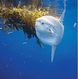 சூரி​ய மீன்