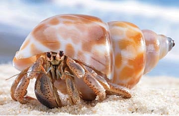 சந்நியாசி நண்டு