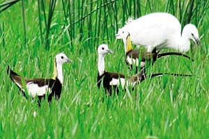 வேடந்தாங்கலாகியது ராமக்காள் ஏரி!