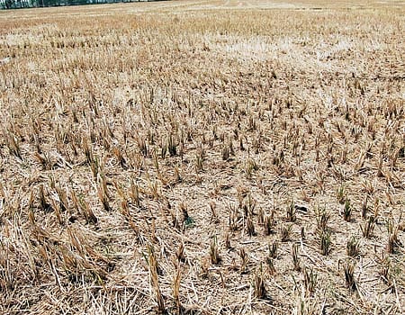 காடானது விளைநிலங்கள்: வாழ்வாதாரத்தை இழந்து பரிதவிக்கும் விவசாயிகள்