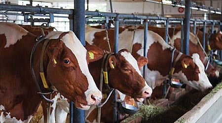 காப்பகங்களில் 850 பசுக்களுக்கு உரிமம்; மைக்ரோ சிப் பொருத்த நடவடிக்கை