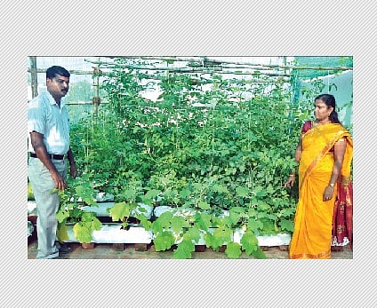 மாடித் தோட்ட காய்கறிகள்!