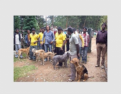 ஊருக்குள் வந்த ஒரு புலியின் கதை!