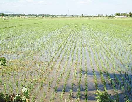 திருவள்ளூா் மாவட்டத்தில் கூடுதல் விலைக்கு உரங்கள் விற்றால் கடும் நடவடிக்கை!