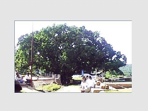 கோத்தர் பழங்குடியினர் வழிபடும் பிரமாண்டமான மரம்: 900 ஆண்டுகள் பழமையானதா?