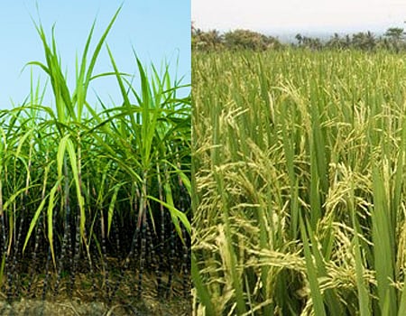 அணைகளில் தொடர்ந்து நீர்மட்டம் சரிவு குமரி மாவட்டத்தில் கேள்விக்குறியாகும் கும்பப்பூ சாகுபடி