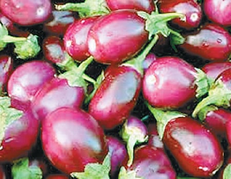 கத்தரிக்காய் விதை சிகிச்சை குறித்து வேளாண் மாணவிகள் விளக்கம்