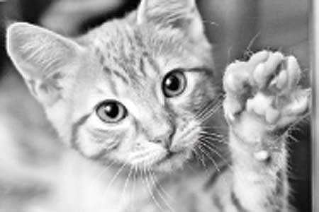 அங்கிள் ஆன்டென்னா