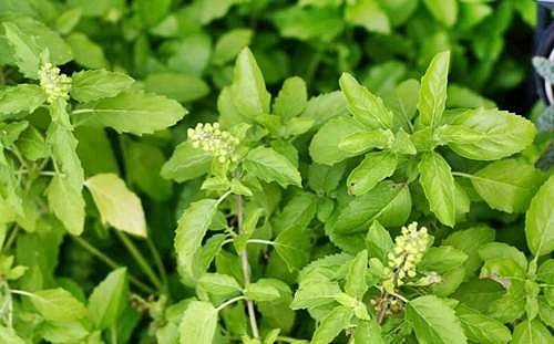 புதன் தோஷம் நீக்கும் துளசி: விளக்குகிறது ஜோதிட சூட்சுமம்!