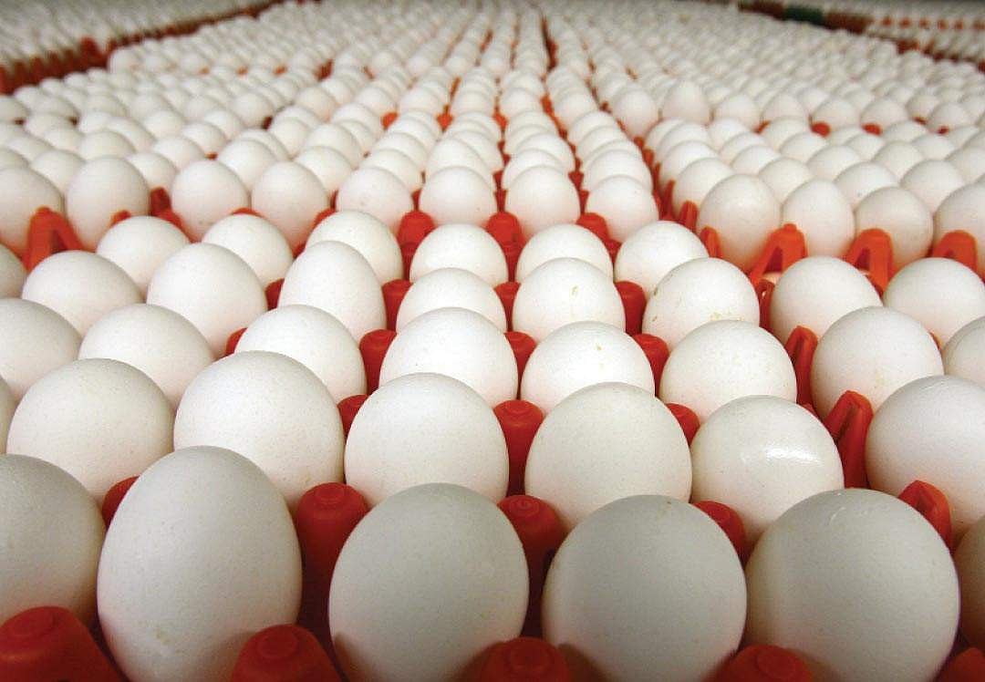 சத்துணவு மையங்களுக்கு முட்டை வழங்குவதில் சிக்கல்? வரலாறு காணாத விலை உயர்வு