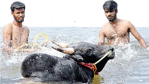 "காளை'களுடன் மோதத் தயாராகும் காளைகள்!