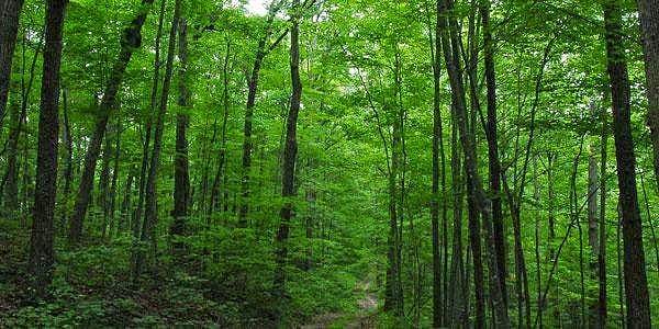 பெயர்த்தெடுத்த மரங்களை மாற்று இடத்தில் நடும் தொழில்நுட்பம்: வனத்துறை அறிவிப்பில் முக்கிய அம்சம்