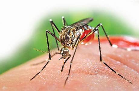 எஸ்ஐஆா் பணிகளால் அதிகரித்த சிக்குன் குனியா - சுகாதார ஆா்வலா்கள் குற்றச்சாட்டு