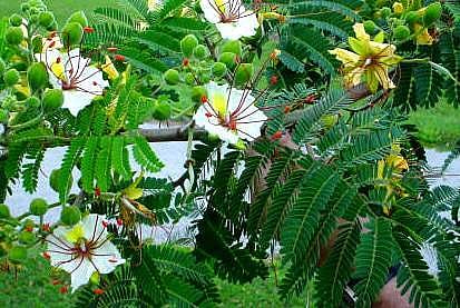 கழுத்து, இடுப்பு மற்றும் மூட்டு வலிகளைப் போக்க உதவும் அற்புத கசாயம்