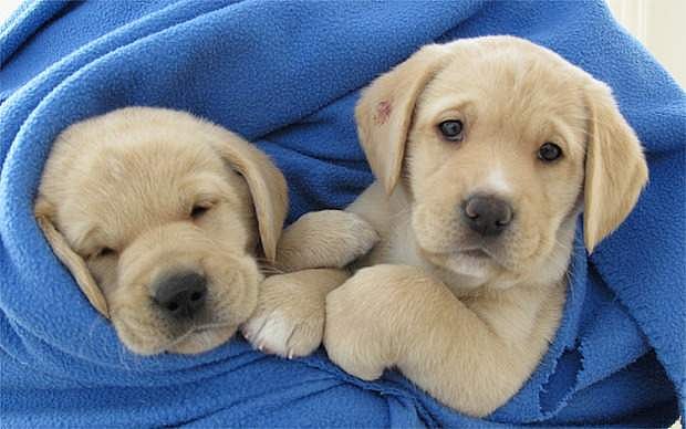 நமக்கு நண்பனாக இருக்கும் நாய்கள்!