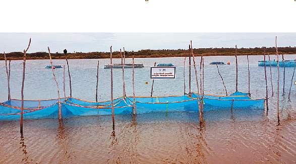மீனவர்களுக்கு வாழ்வாதாரம் அளிக்கும் வலைக்கூண்டுகளில் கொடுவா மீன் வளர்ப்பு தொழில்