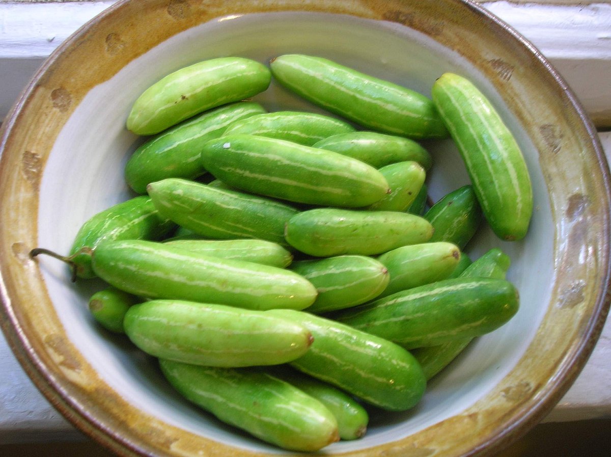 கோவைக்காய் தலைவலியைத் தீர்க்குமா?