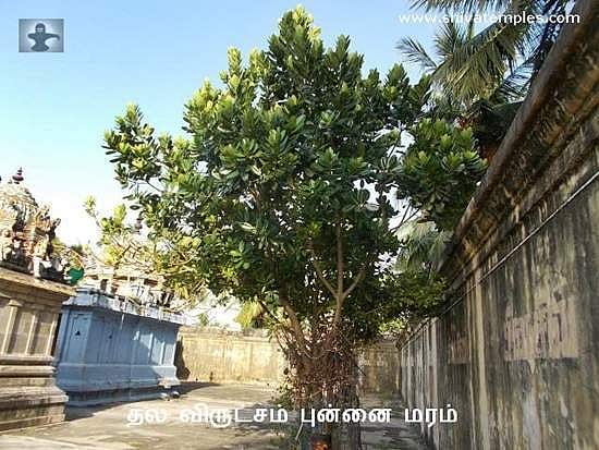 நமது பாவங்கள், தீவினைகளை அகற்றும் சௌந்தரேஸ்வரர் கோவில், திருநாரையூர்