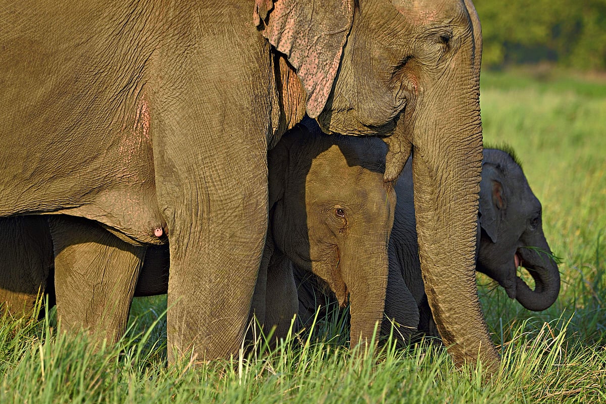 எச்சரிக்கை! காட்டில் குட்டி யானைகளுடன் எதிர்ப்படும் யானைக் கூட்டங்கள் ஆபத்தானவை!