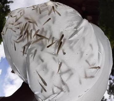 ஈரோட்டில் 11.20 லட்சம் மீன் குஞ்சுகளை 
நீா்நிலைகளில் விடும் பணி நிறைவு