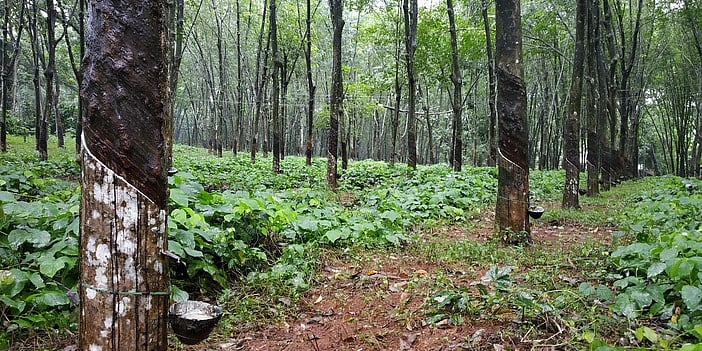 மனதின் குரல் மெய்ப்பட வேண்டும்